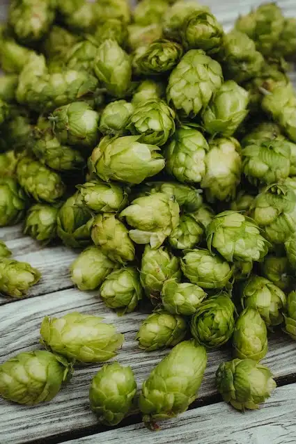 La bière au houblon frais – l’expression la plus pure du houblon