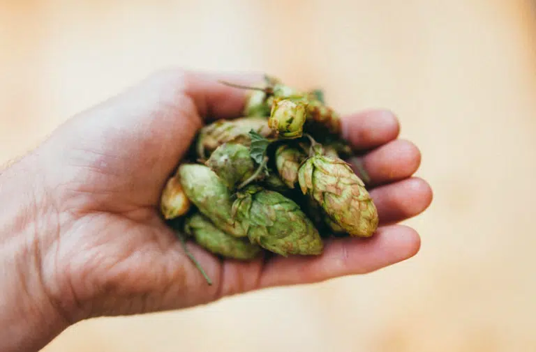 Pourquoi le houblon suisse mérite votre attention