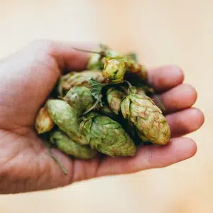 Pourquoi le houblon suisse mérite votre attention